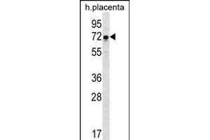 GNE Antibody (N-term) (ABIN656219 and ABIN2845536) western blot analysis in human placenta tissue lysates (35 μg/lane). (GNE Antikörper  (N-Term))