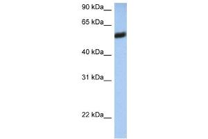 WB Suggested Anti-HLA-F Antibody Titration:  0. (HLA-F Antikörper  (N-Term))