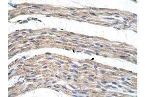 Immunohistochemistry (IHC) image for anti-Solute Carrier Family 17 (Anion/Sugar Transporter), Member 4 (SLC17A4) antibody (ABIN635372)