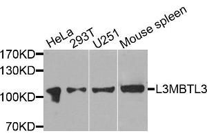 Western blot analysis of extracts of various cells, using L3MBTL3 antibody. (L3MBTL3 Antikörper)