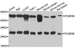 Western blot analysis of extracts of various cell lines, using FCGR3B antibody. (FCGR3B Antikörper  (AA 1-233))