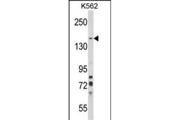 SORCS1 抗体  (N-Term)