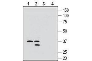 Western blot analysis of rat brain membranes (lanes 1 and 3) and mouse brain membranes (lanes 2 and 4): - 1, 2. (GPR171 Antikörper  (Extracellular))