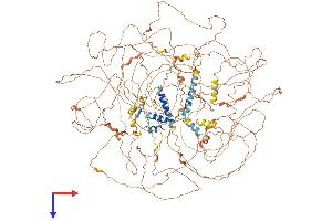 BCL9L Protein (AA 1-1499) (His tag)