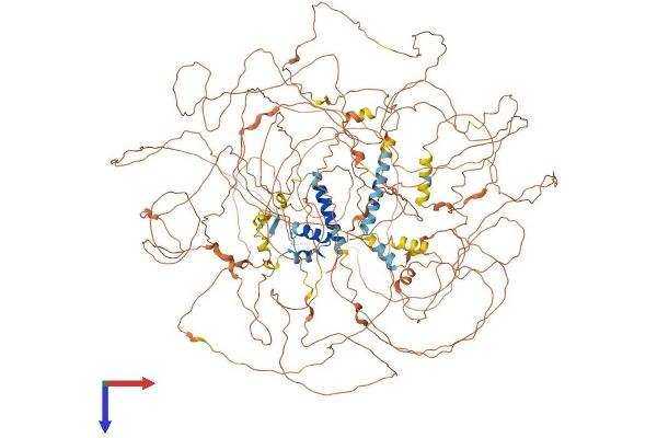 BCL9L Protein (AA 1-1499) (His tag)