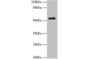 Western blot All lanes: SIL1 antibody at 2 μg/mL + Mouse kidney tissue Secondary Goat polyclonal to rabbit IgG at 1/10000 dilution Predicted band size: 52 kDa Observed band size: 52 kDa (SIL1 Antikörper  (AA 32-174))