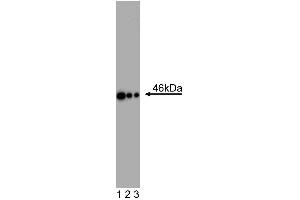 Western Blot analysis of Oct3/4 in human and mouse ES cell lines.