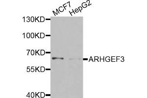 Western blot analysis of extracts of various cell lines, using ARHGEF3 antibody. (ARHGEF3 Antikörper)