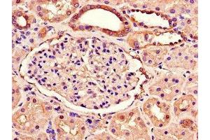 Immunohistochemistry of paraffin-embedded human kidney tissue using ABIN7166981 at dilution of 1:100