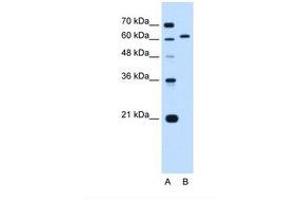 Image no. 1 for anti-Lamin B2 (LMNB2) (AA 21-70) antibody (ABIN6738243) (Lamin B2 Antikörper  (AA 21-70))