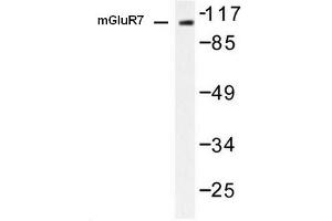 Image no. 1 for anti-Glutamate Receptor, Metabotropic 7 (GRM7) antibody (ABIN265440) (GRM7 Antikörper)
