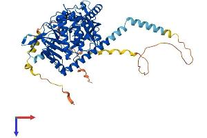 PXK Protein (AA 1-582) (His tag)