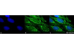 Immunocytochemistry/Immunofluorescence analysis using Rabbit Anti-Hsp60 Polyclonal Antibody . (HSPD1 Antikörper  (Atto 488))