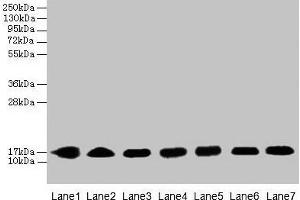 Western blot All lanes: CYB5B antibody at 0. (CYB5B Antikörper  (AA 2-118))
