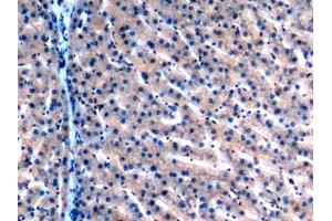 Immunohistochemistry (IHC) image for anti-Malate Dehydrogenase 2, NAD (Mitochondrial) (MDH2) (AA 25-338) antibody (ABIN7441490)