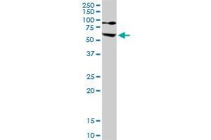Western Blotting (WB) image for anti-Ezrin (EZR) (AA 1-586) antibody (ABIN950050)