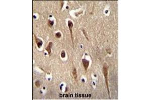 FBXO39 Antibody (C-term) (ABIN654584 and ABIN2844286) immunohistochemistry analysis in formalin fixed and paraffin embedded human brain tissue followed by peroxidase conjugation of the secondary antibody and DAB staining. (FBXO39 Antikörper  (C-Term))