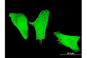 Immunofluorescence (IF) image for anti-Phosphoinositide-3-Kinase, Catalytic, gamma Polypeptide (PIK3CG) (AA 1-100) antibody (ABIN518901)