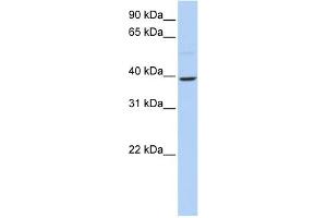 WB Suggested Anti-KLF12 Antibody Titration:  0. (KLF12 Antikörper  (N-Term))