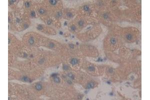 Detection of RNPEP in Human Liver Tissue using Polyclonal Antibody to Aminopeptidase B (RNPEP)