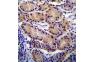 Formalin fixed, paraffin embedded human stomach tissue stained with CYP2S1 Antibody (C-term) followed by peroxidase conjugation of the secondary antibody and DAB staining. (CYP2S1 Antikörper  (C-Term))