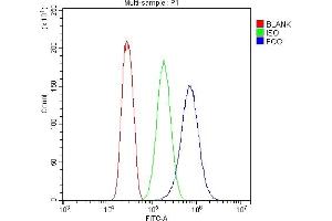 Flow Cytometry analysis of SiHa cells using anti-FGG antibody (ABIN4886589). (FGG Antikörper  (N-Term))