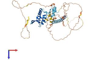 FOXP3 Protein (AA 1-431) (His tag)