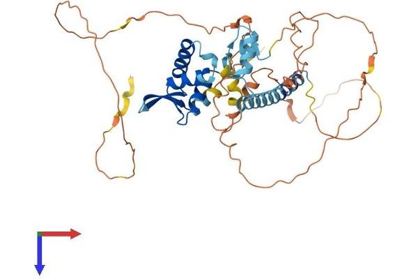 FOXP3 Protein (AA 1-431) (His tag)