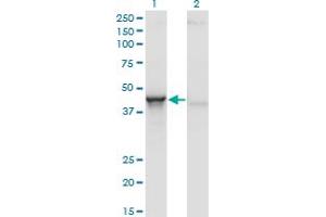 Western Blot analysis of ACY1 expression in transfected 293T cell line by ACY1 monoclonal antibody (M01), clone 4F1-B7. (Aminoacylase 1 Antikörper  (AA 1-408))