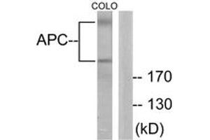 Western blot analysis of extracts from COLO205 cells, using APC Antibody. (APC Antikörper  (AA 2794-2843))