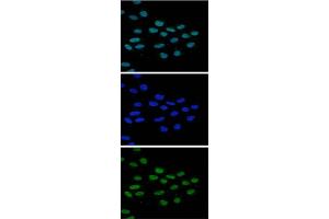 Immunofluorescence Microscopy of anti-JMJD2b antibody Immunofluorescence Microscopy results of Rabbit anti-JMJD2b antibody. (KDM4B Antikörper  (Internal Region))