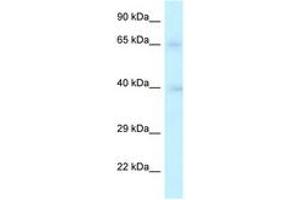 Image no. 1 for anti-Replication Factor C (Activator 1) 2, 40kDa (RFC2) (AA 147-196) antibody (ABIN6747336) (RFC2 Antikörper  (AA 147-196))