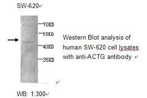 Image no. 1 for anti-Actin, gamma 1 (ACTG1) antibody (ABIN790765) (Actin, gamma 1 Antikörper)
