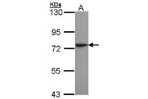 WB Image Sample (30 ug of whole cell lysate) A: H1299 7. (KARS Antikörper)