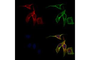 ABIN6262436 and ABIN6279508 staining 3 by IF/ICC. (ICAM5 Antikörper  (C-Term))