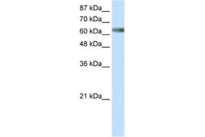 Western Blotting (WB) image for anti-Zinc Finger and SCAN Domain Containing 18 (ZSCAN18) antibody (ABIN2460687) (ZSCAN18 Antikörper)