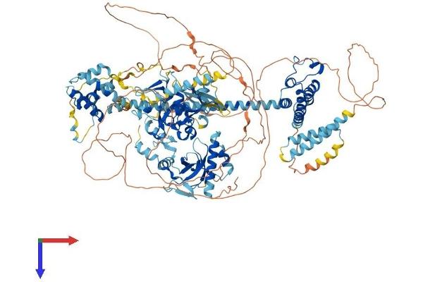 BRPF1 Protein (AA 1-1214) (His tag)