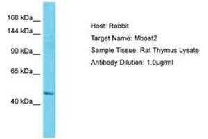 Image no. 1 for anti-Membrane Bound O-Acyltransferase Domain Containing 2 (MBOAT2) (AA 151-200) antibody (ABIN6750316) (MBOAT2 Antikörper  (AA 151-200))