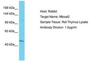 MBOAT2 anticorps  (AA 151-200)