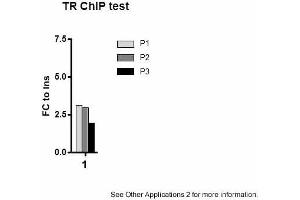 Image no. 3 for anti-Thyroid Hormone Receptor, beta (THRB) (N-Term) antibody (ABIN501627) (THRB Antikörper  (N-Term))