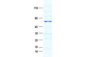 Western Blotting (WB) image for G Protein-Coupled Receptor 157 (GPR175) protein (GST tag,His tag) (ABIN5505641)