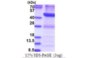 SDS-PAGE (SDS) image for RNA terminal Phosphate Cyclase Domain 1 (RTCD1) (AA 1-366) protein (His tag) (ABIN5778793)