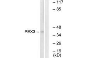 Western Blotting (WB) image for anti-Peroxisomal Biogenesis Factor 3 (PEX3) (AA 12-61) antibody (ABIN2890489) (PEX3 Antikörper  (AA 12-61))