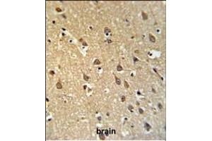 SPRN Antibody (C-term) (ABIN650950 and ABIN2840007) IHC analysis in formalin fixed and paraffin embedded brain tissue followed by peroxidase conjugation of the secondary antibody and DAB staining. (SPRN Antikörper  (C-Term))
