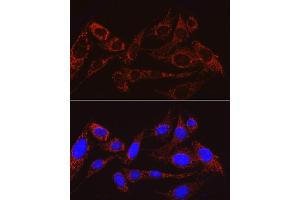 Immunofluorescence analysis of U2OS cells using MRPS15 antibody (ABIN7268582) at dilution of 1:100. (MRPS15 Antikörper)