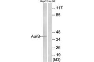 Western blot analysis of extracts from HepG2, using AurB (Ab-12) Antibody. (Aurora Kinase B Antikörper  (AA 1-50))