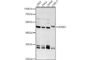 Western blot analysis of extracts of various cell lines, using AMSH antibody (ABIN7270581) at 1:1000 dilution. (STAMBP Antikörper)