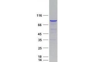 Validation with Western Blot (MPP5 Protein (Myc-DYKDDDDK Tag))