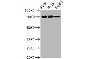 Western Blot Positive WB detected in A549 whole cell lysate 72ela whole cell lysate 72epG2 whole cell lysate All lanes Phospho-RPS6KA1 antibody at 1. (Rekombinanter RPS6KA1 Antikörper  (pSer380))