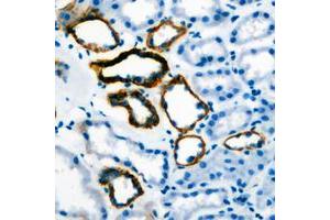 Immunohistochemical analysis of Gastrin staining in human stomach formalin fixed paraffin embedded tissue section. (Gastrin Antikörper  (Center))